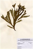 藏品(褐舌藻)的圖片